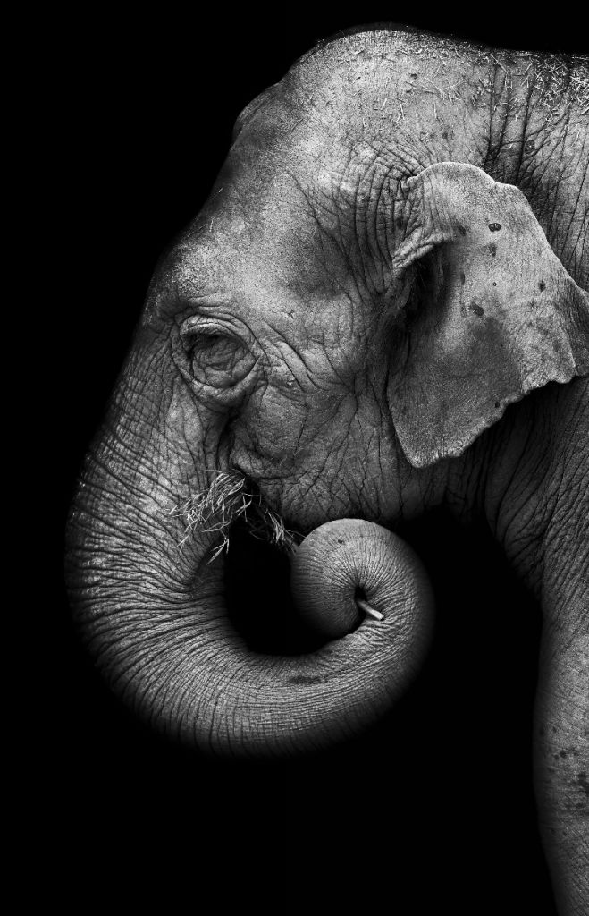 Elephant portrait