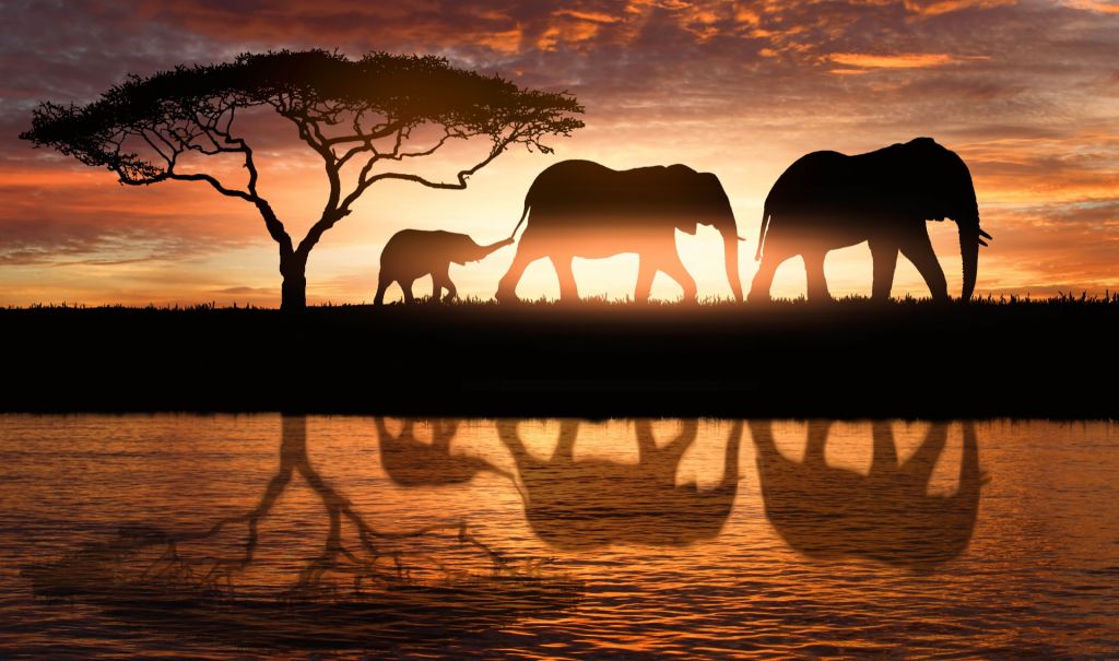 Elephants in savannah