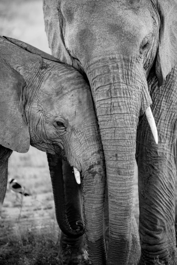 Cuddling elephants