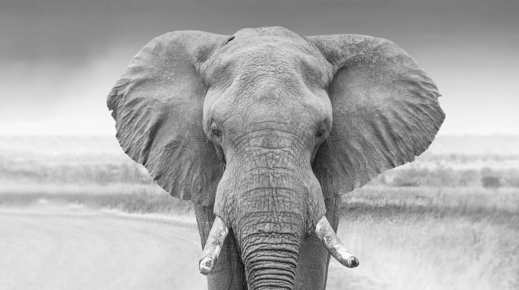 Elephant black and white