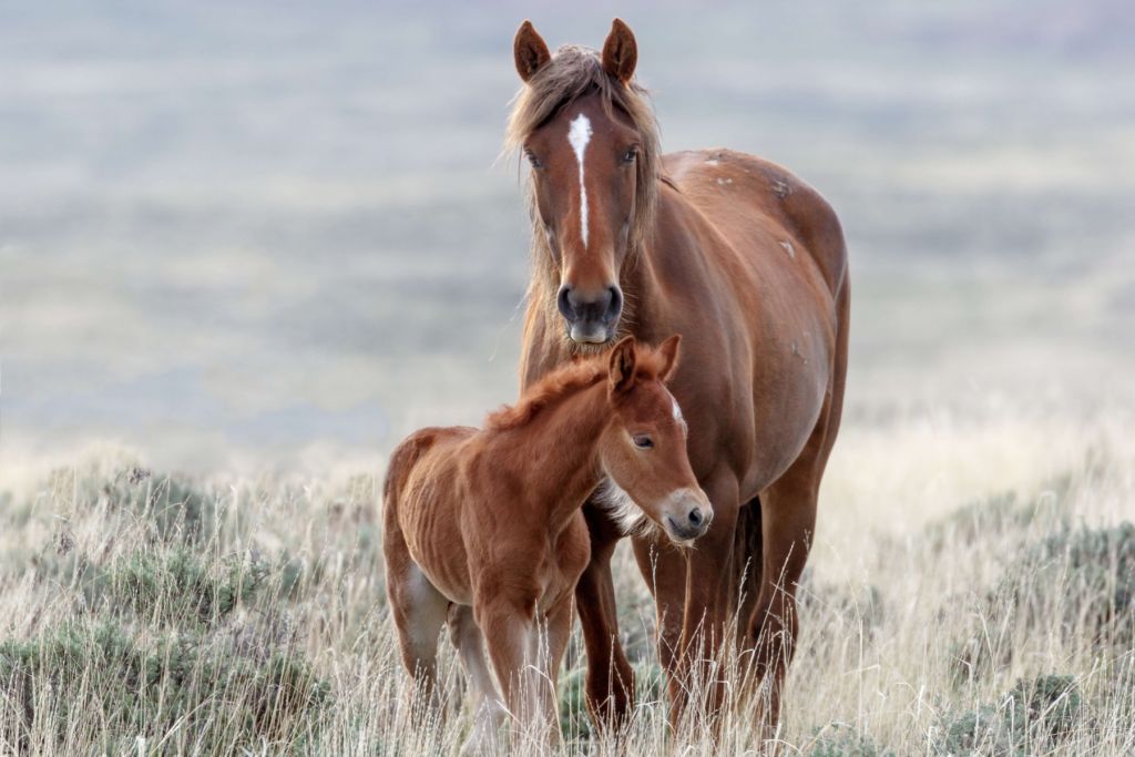 Wild horses