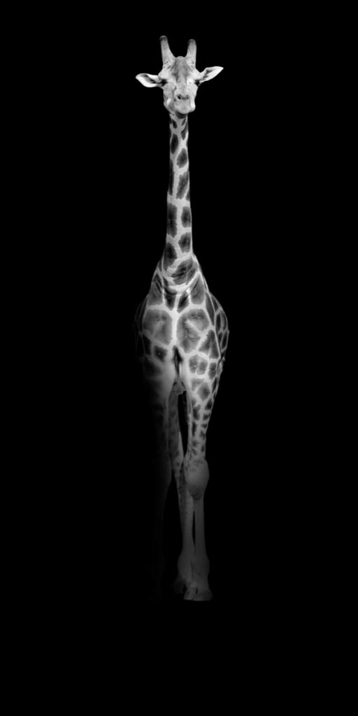 Giraffe black and white