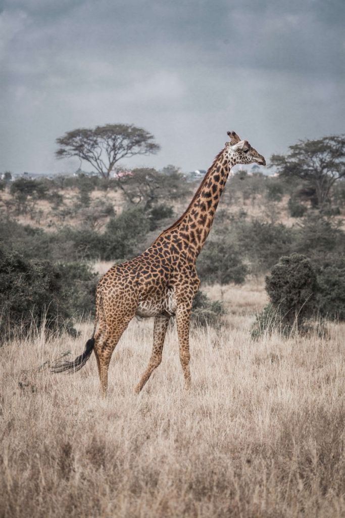 Giraffe Portrait