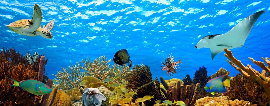 Underwater panorama