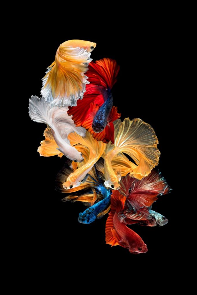 Fish composition