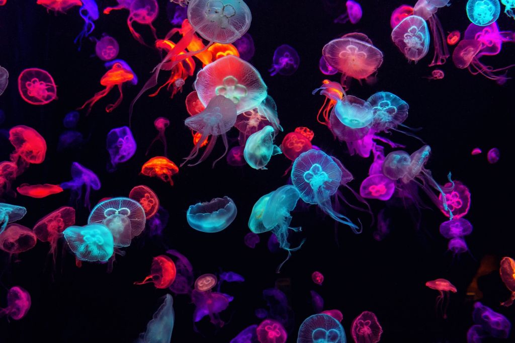 Coloured jellyfish