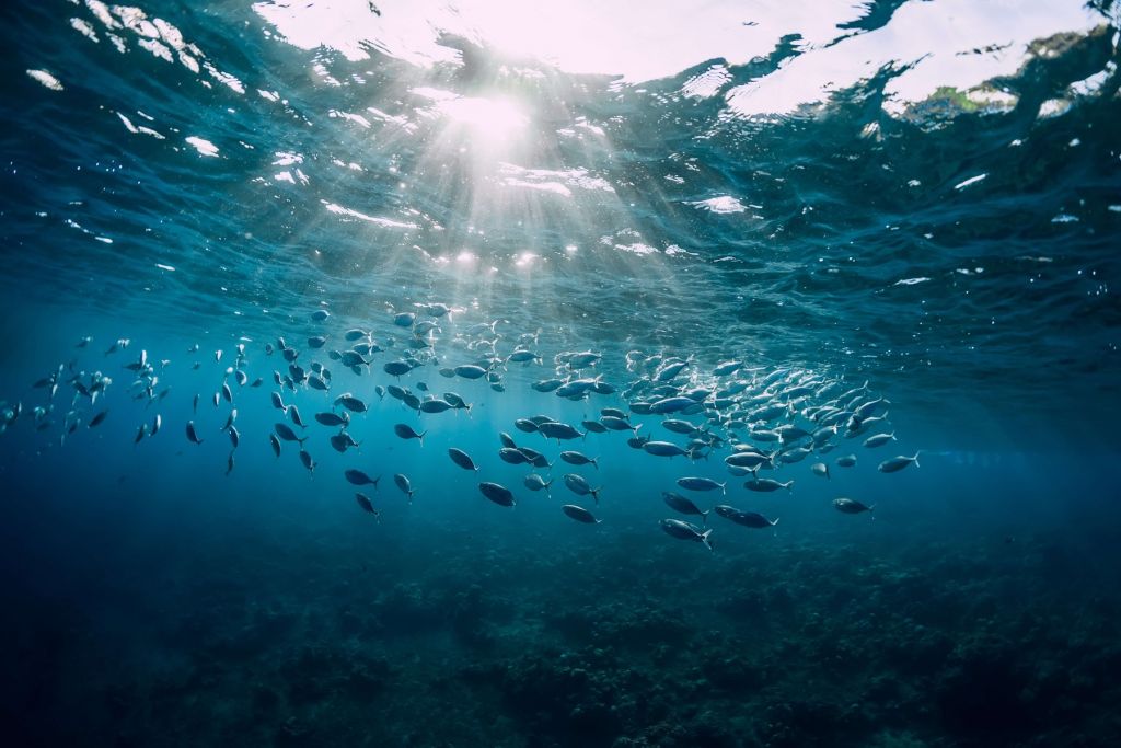 School of fish