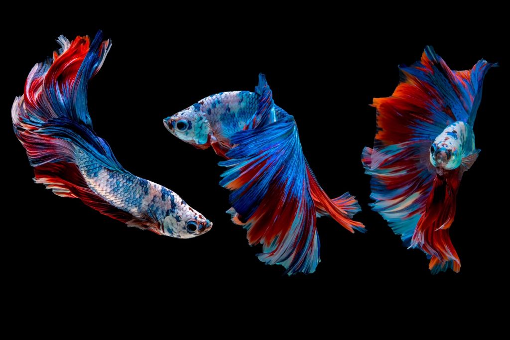 Siamese fighting fish