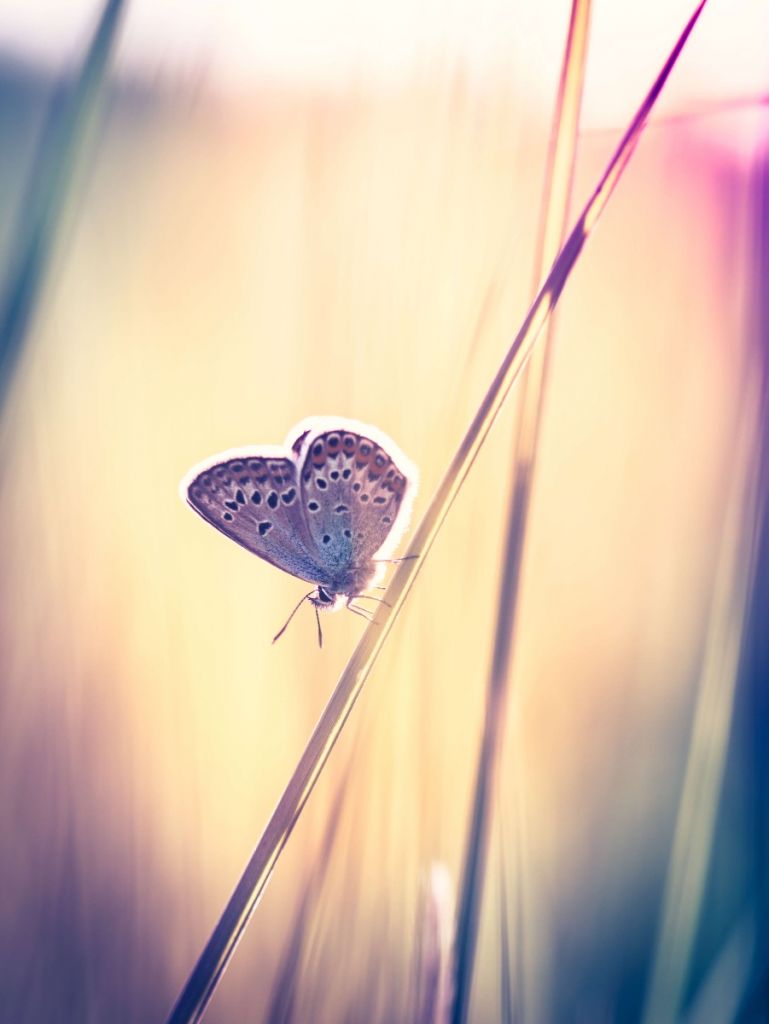 Dreamy butterfly