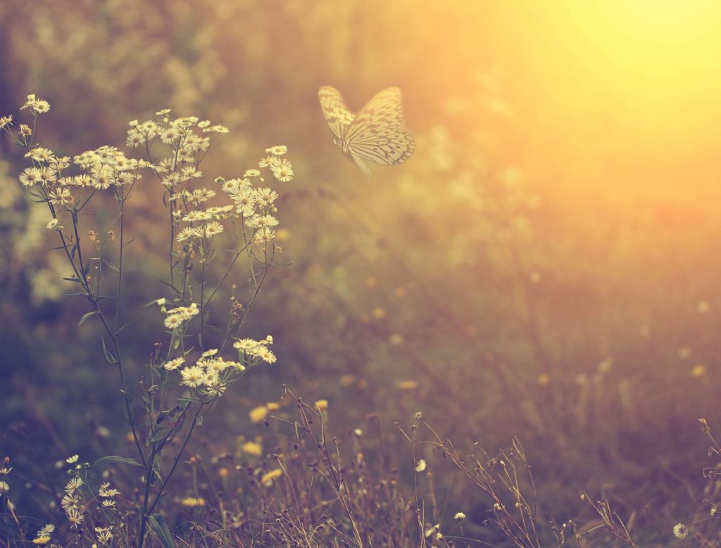 Butterfly with flowers