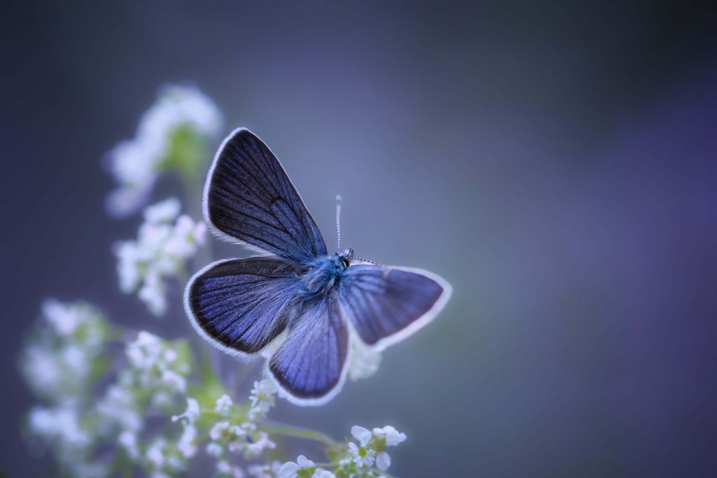 Blue butterfly