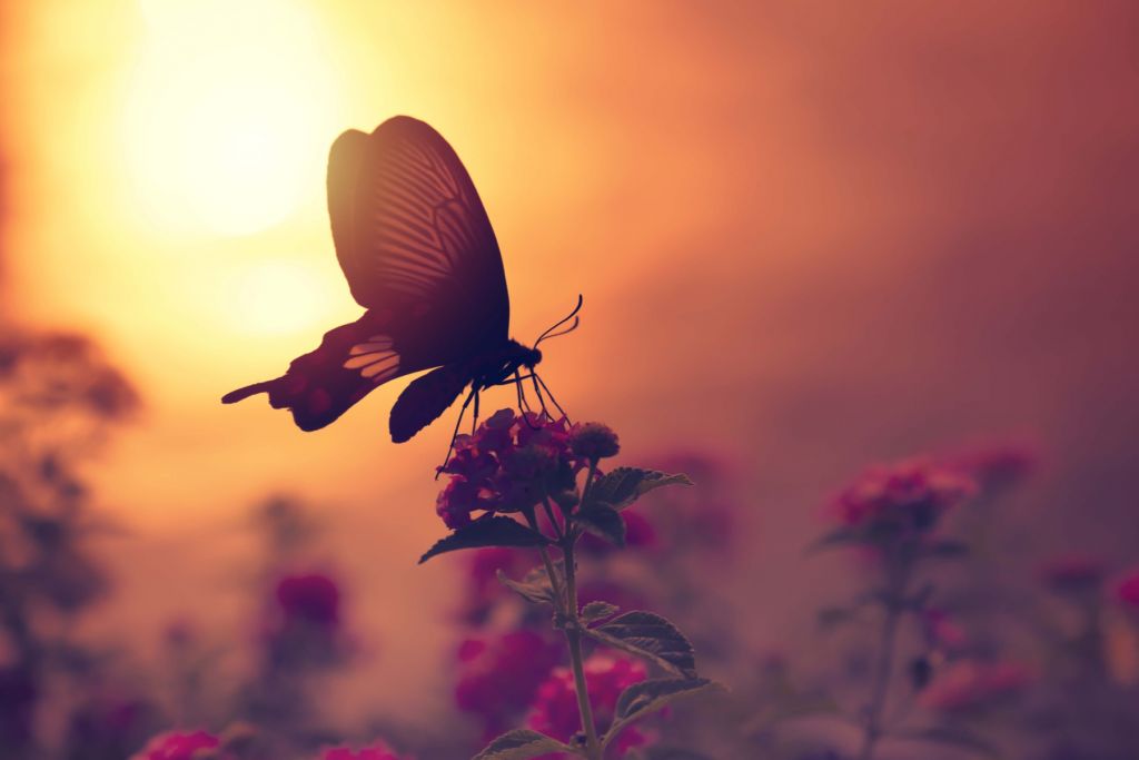 Butterfly with sunset