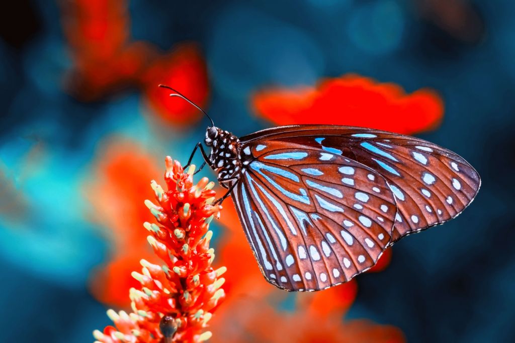 Red butterfly