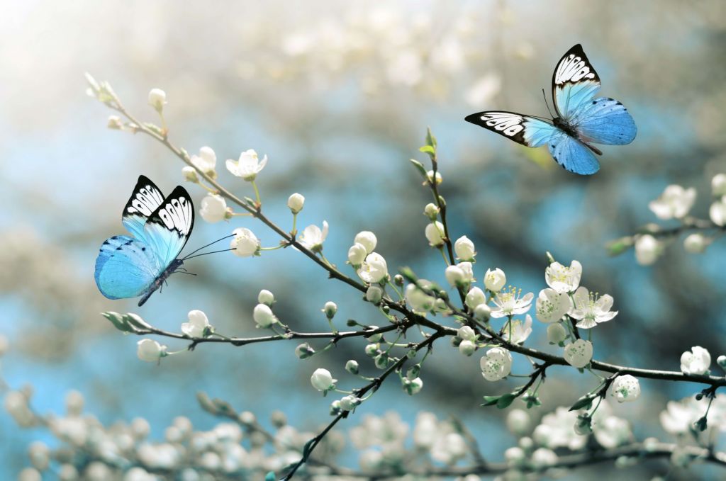 Blue butterflies