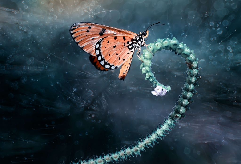 Butterfly on branch