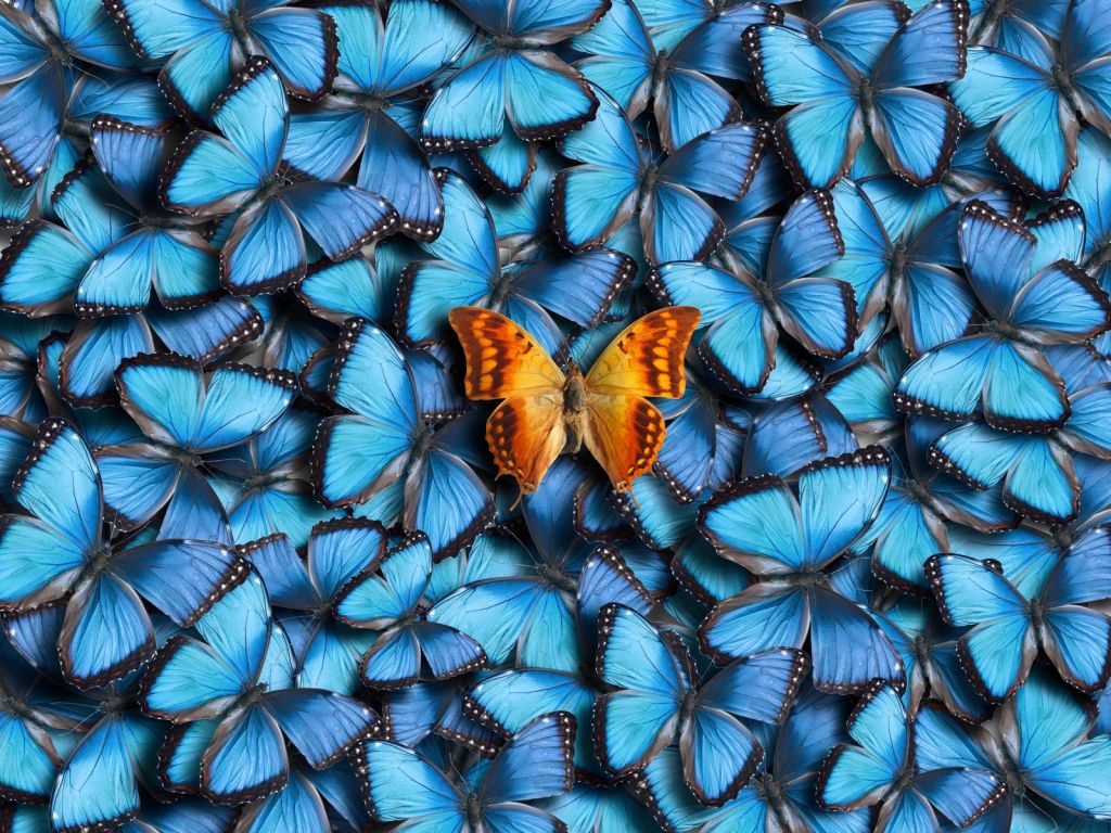 Butterfly composition