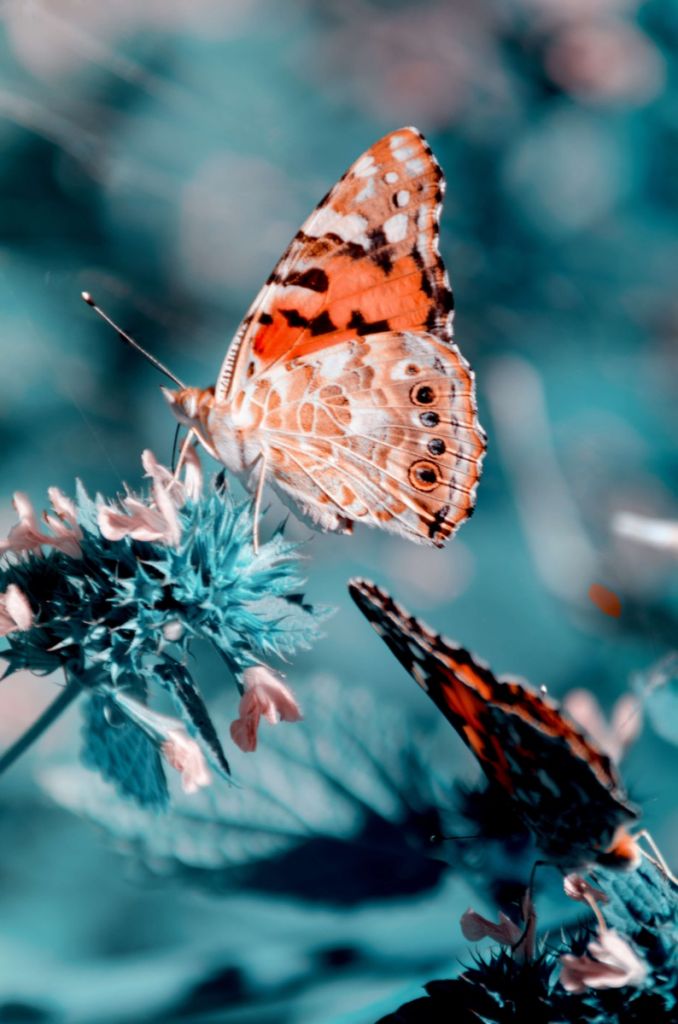 Orange butterflies