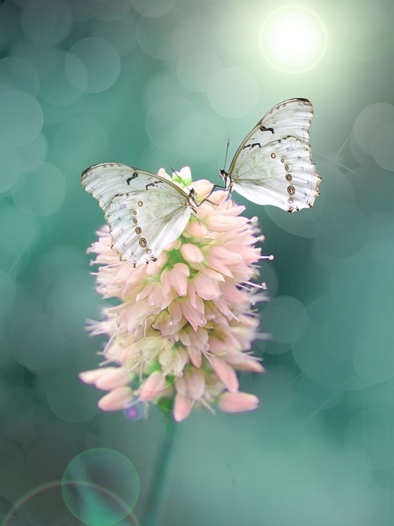 White butterflies