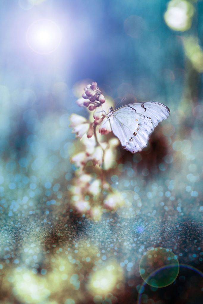 Butterfly on flower