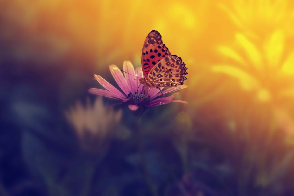 Red butterfly on flower