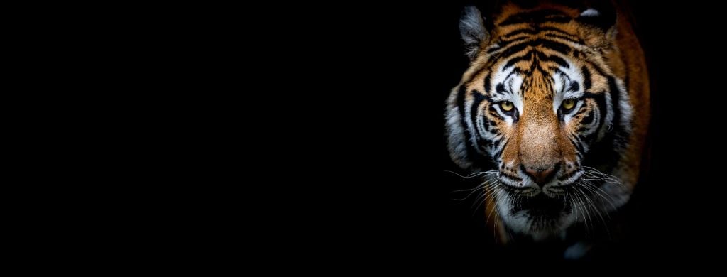 Tiger panorama