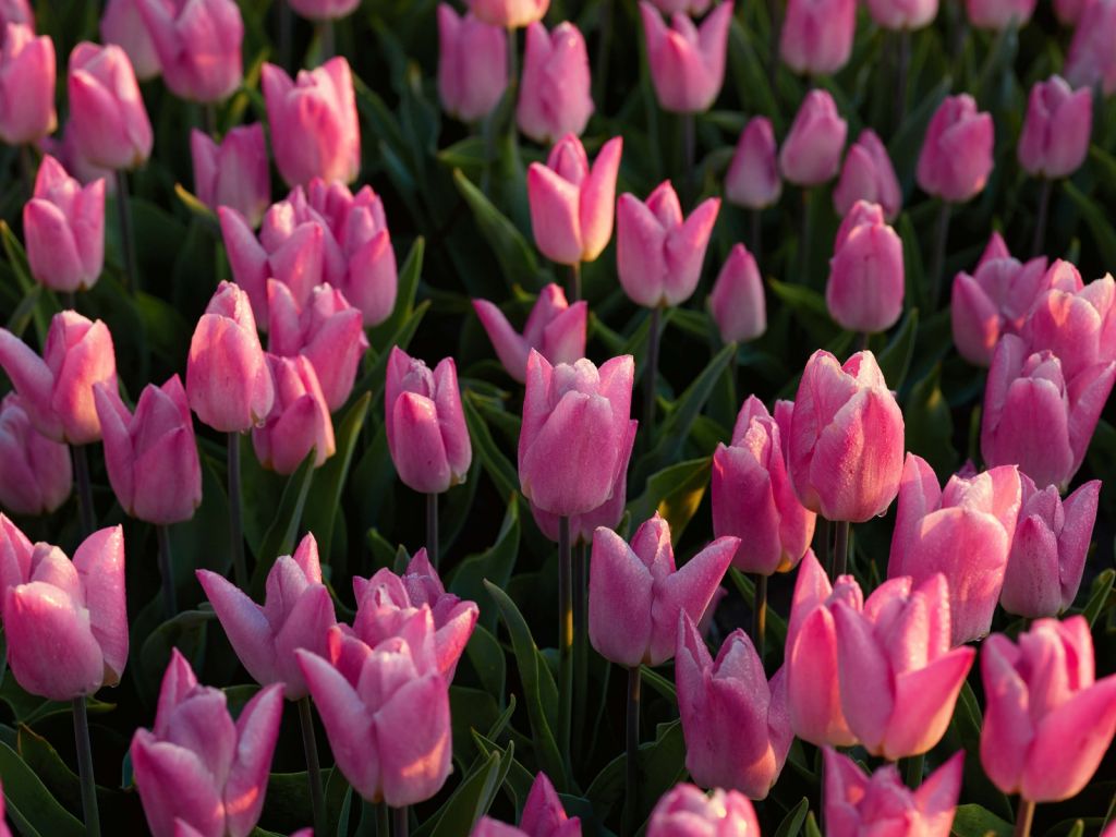 Tulips