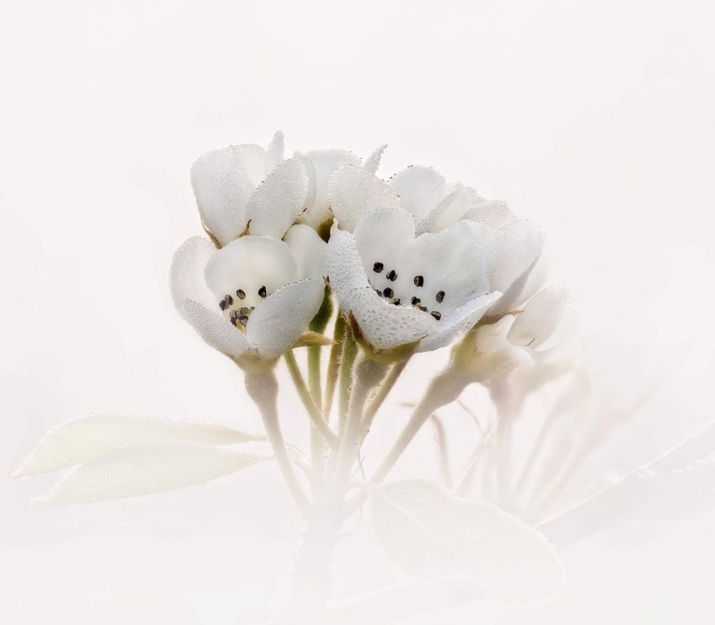 Pear blossom close-up