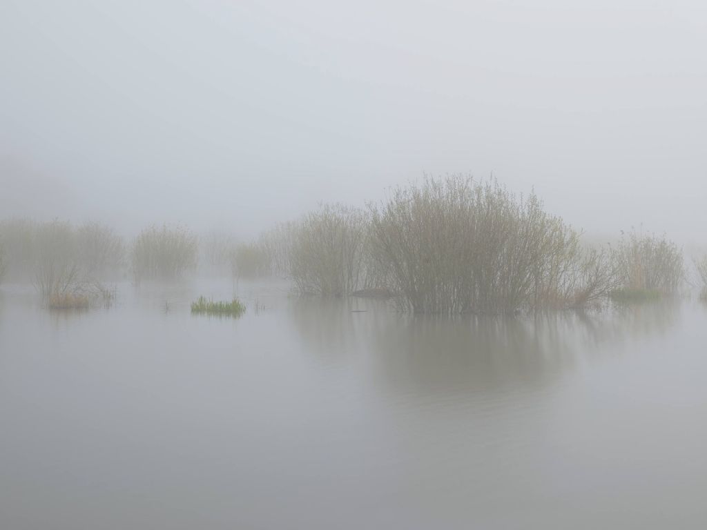 Fog in nature reserve