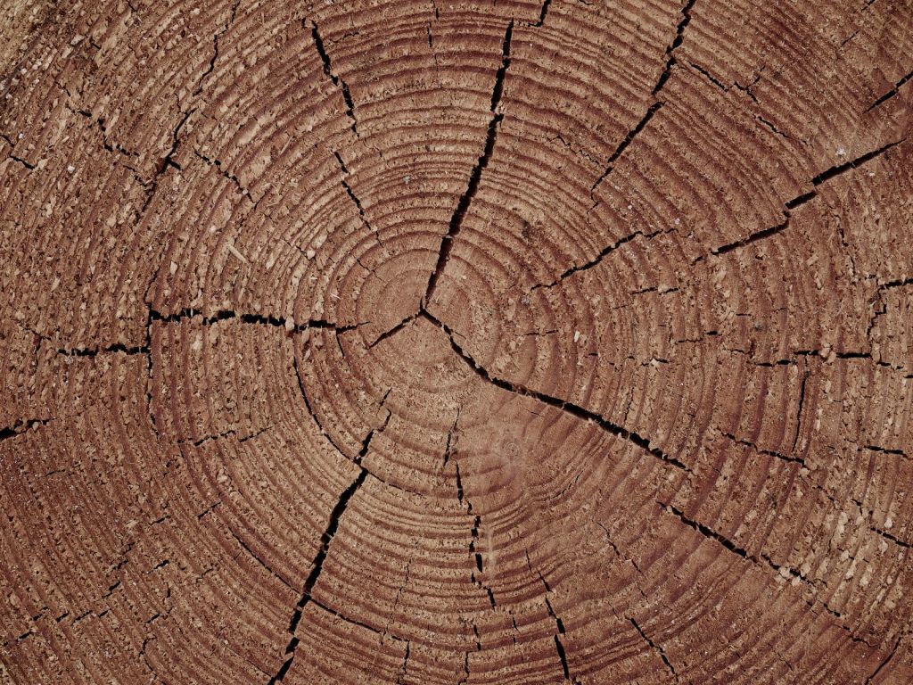 Trunk with annual rings