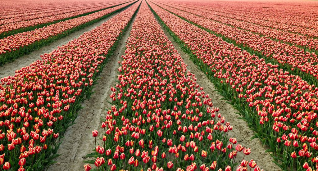 Colourful tulip field