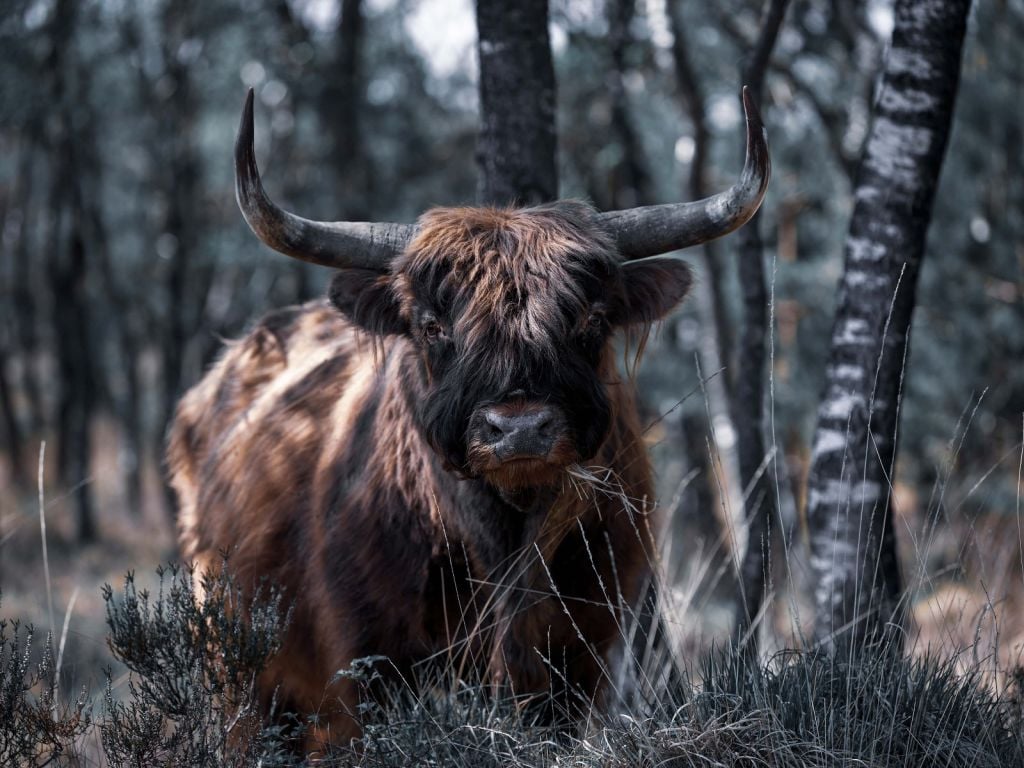 Scottish Highlander