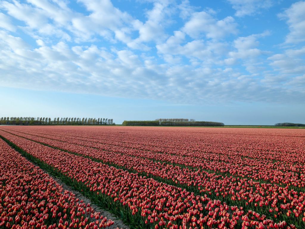 Tulip field with beautiful clouds