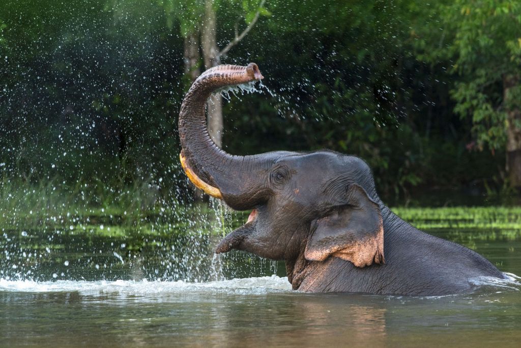 Elephant in water