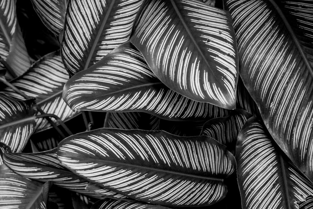 Black and white palm leaves