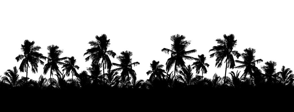 Silhouette palm trees