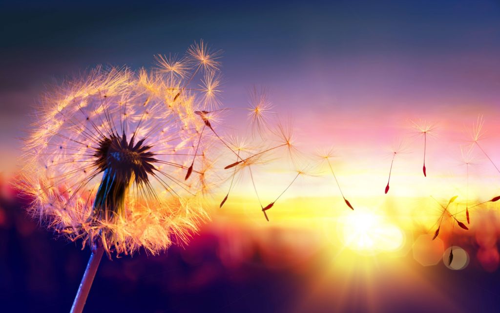 Dandelion at sunset