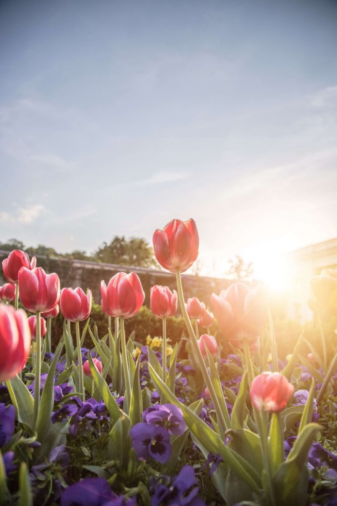 Flowers with sunlight