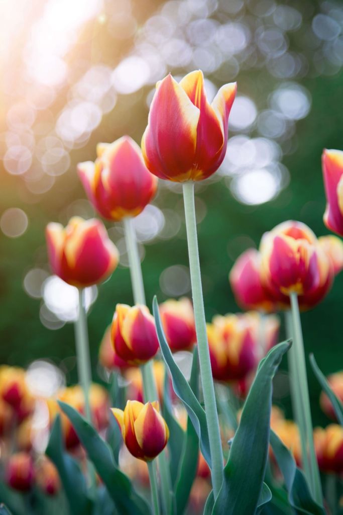 Red with yellow tulips