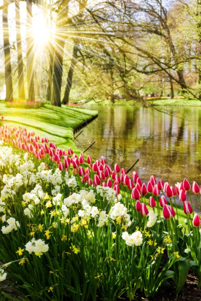 Flowers in a sunny park