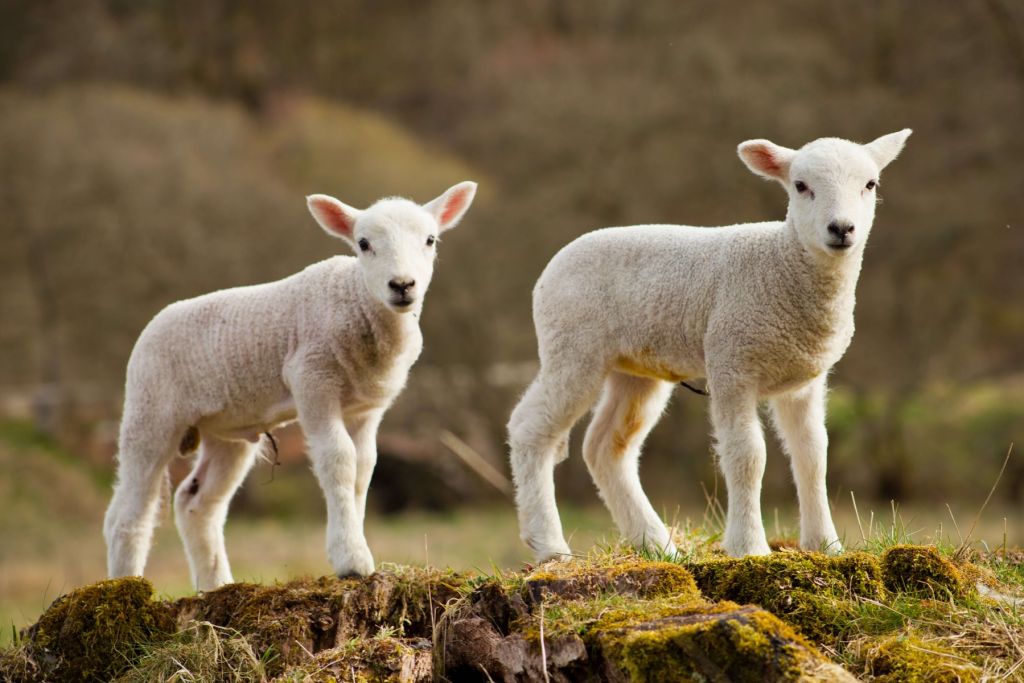 White lambs