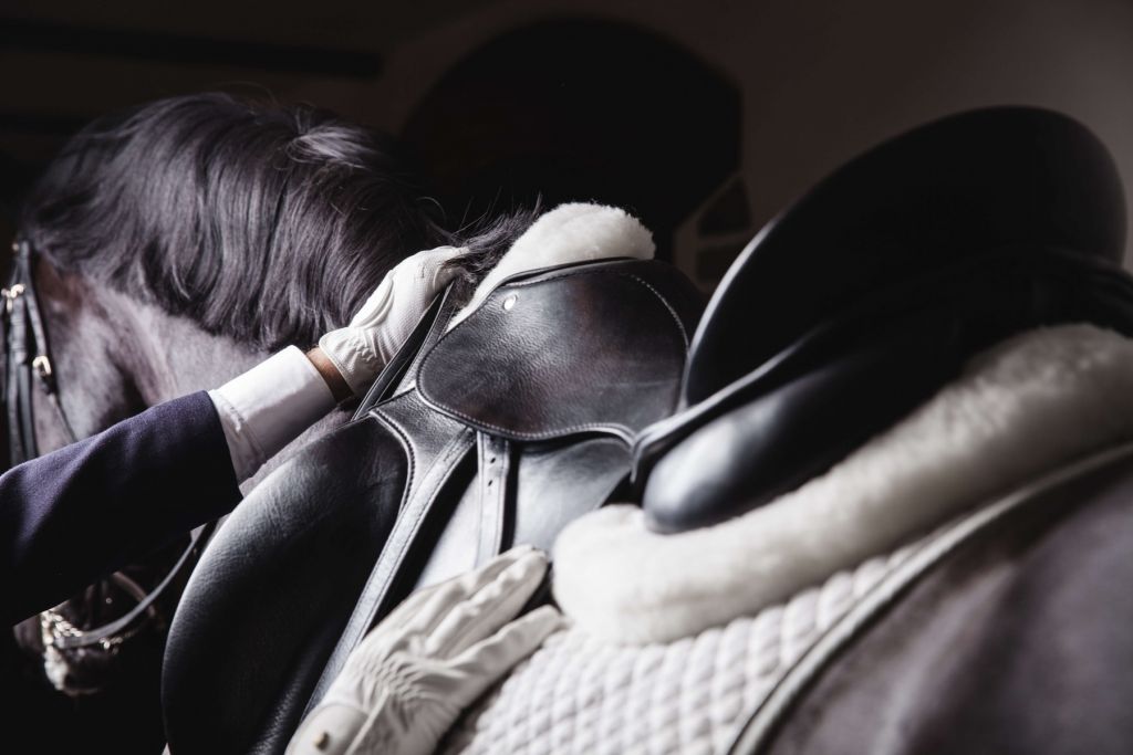 Saddled horse