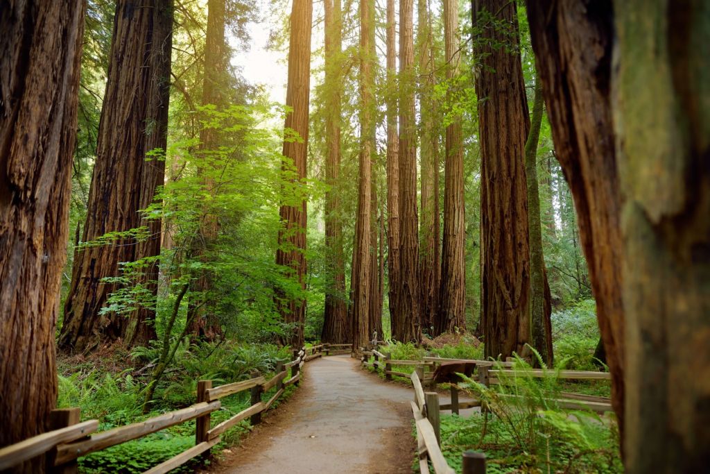 Tall trees in park