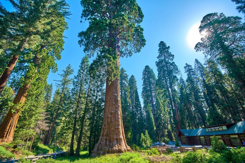 Sequoia trees