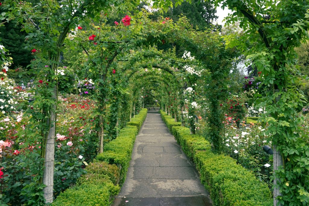Path through rose garden