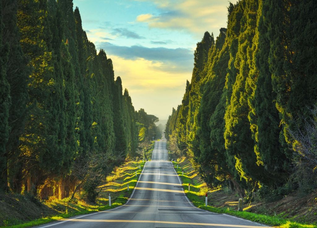 Road with tall trees
