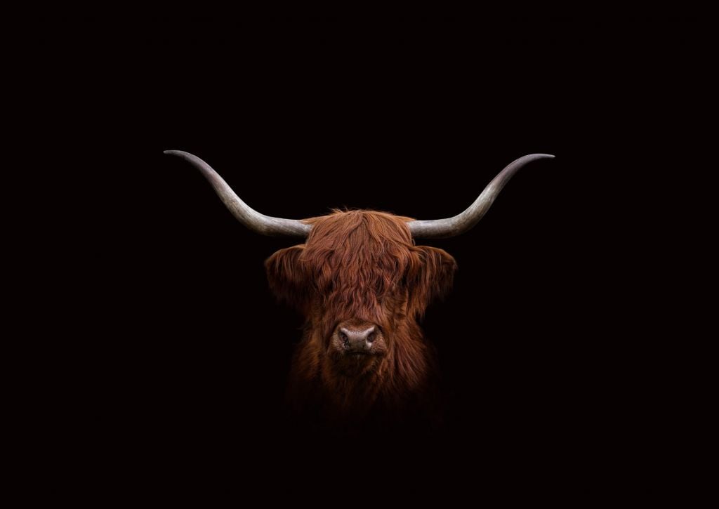 Scottish Highlander on dark background