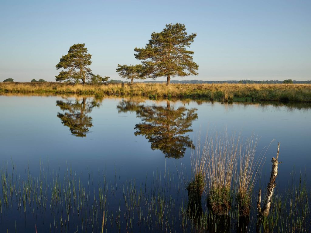 Woodland in heathland