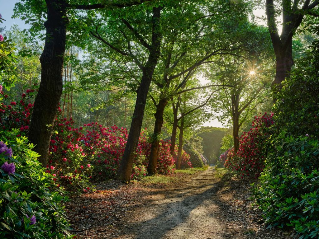 Sunrise at path with rhododendrons