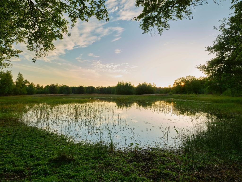 Sunset at forest