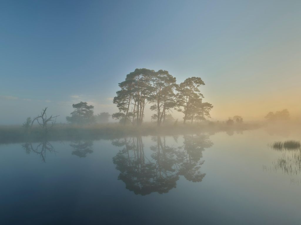 Fog in heathland